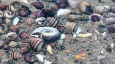 Dnipro nehrinin kumlu tabanında renkli kabuklar, sığ su derinliği