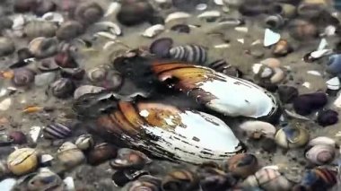 Dnipro nehrinin kumlu tabanında renkli kabuklar, sığ su derinliği