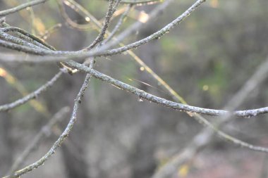 Close up of pine tree branches in the morning mist, nature background