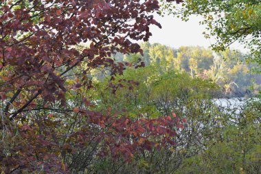Şehir parkında nehir ve renkli ağaçlarla sonbahar manzarası