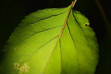 texture of a leaf with veins and patterns