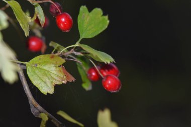 Hawthorn bush with red berries on a branch with spider web close-up