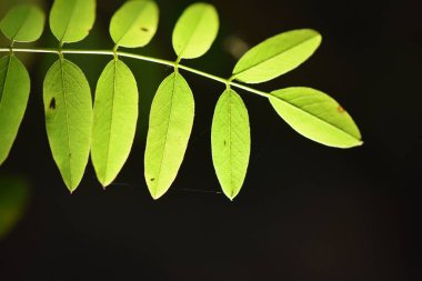 texture of a leaf with veins and patterns