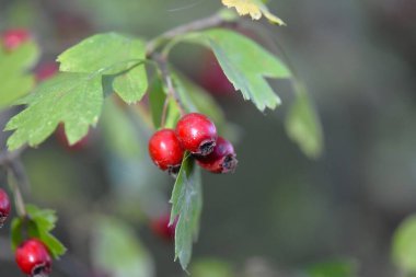 Hawthorn bush with red berries on a branch with spider web close-up