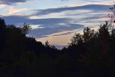 Silhouette of trees against the cloudy sky at sunset