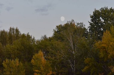 Autumn landscape with yellowed trees and the moon in the sky