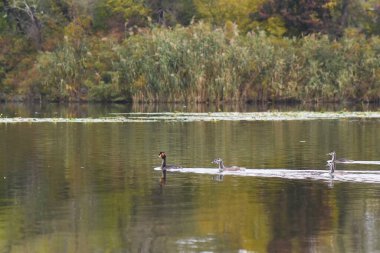 Sonbaharda gölün üzerinde büyük ibikli yunus balığı