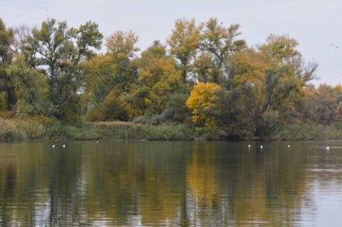 Bir gölü, ağaçları ve sudaki martıları olan sonbahar manzarası.