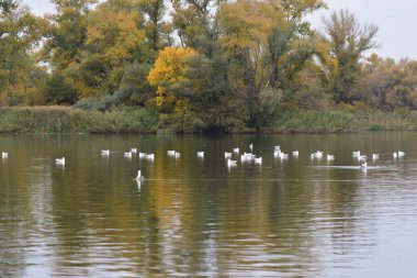 Sonbaharda gölde büyük bir ibikli ve martılar