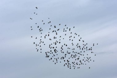 Mavi gökyüzünde uçan kuş sürüsü, fotoğrafa yakın.