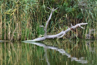 Göldeki ölü ağaç. Kuru ağaç suya yansıyor.