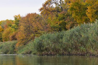 Sonbahar manzarası. Gölde sarı ağaçlar ve sazlıklar var.