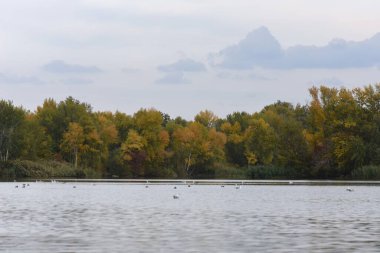 Kırsaldaki sonbahar ağaçları ve nehirler