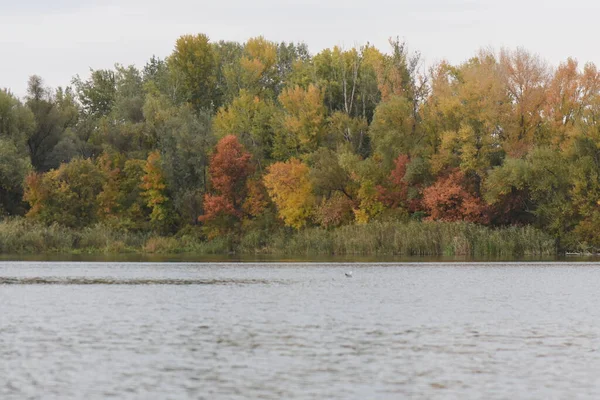 Gölü, ağaçları ve kuşları olan güzel bir sonbahar manzarası.