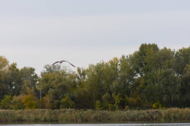 Martı sonbaharda gölün üzerinde uçuyor. Doğa bileşimi