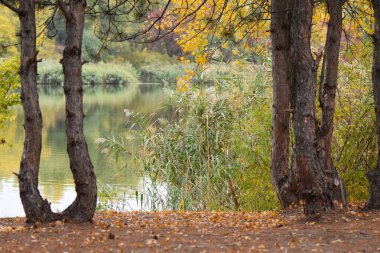 Ekim 'de göllü, ağaçlı ve renkli yapraklı sonbahar manzarası