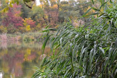 Ekim 'de göllü, ağaçlı ve renkli yapraklı sonbahar manzarası