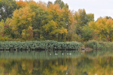 Ekim 'de göllü, ağaçlı ve renkli yapraklı sonbahar manzarası