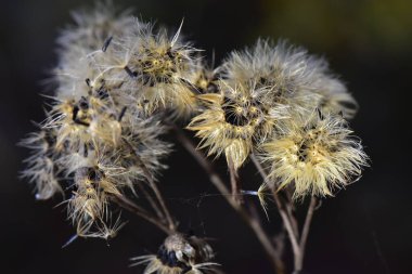 Sonbaharda çayırda kuru çiçekler. Seçici odak