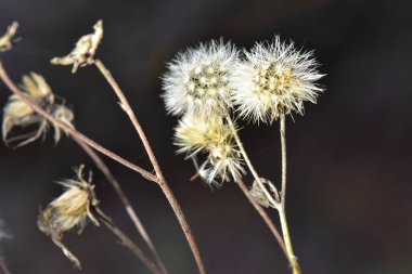 Sonbaharda çayırda kuru çiçekler. Seçici odak