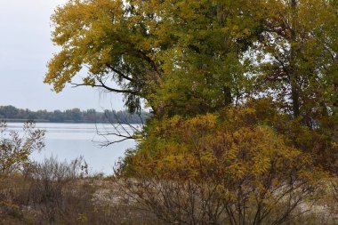Sonbahar manzarası, bir göl ve akşamları sahilde ağaçlar.