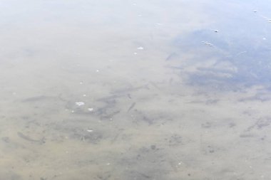 Göldeki suyun yüzeyi, balıklarla yakın çekim.