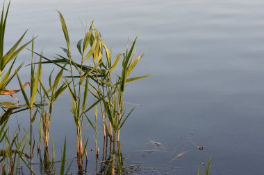 Akşamüstü gölde yeşil kamış. Sığ alan derinliği