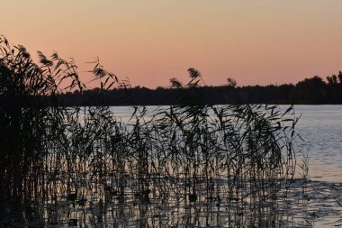 Dnipro Nehri 'nde çim, günbatımı, gökyüzü arka planı