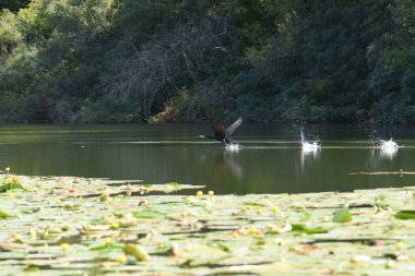 Kara bir karabatak, güneşli bir yaz gününde, zambaklarla bir gölün üzerinde yükselir.
