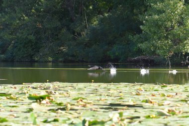 Kara bir karabatak, güneşli bir yaz gününde, zambaklarla bir gölün üzerinde yükselir.