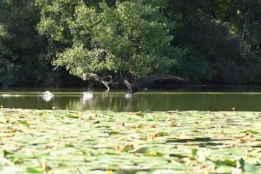 Kara bir karabatak, güneşli bir yaz gününde, zambaklarla bir gölün üzerinde yükselir.