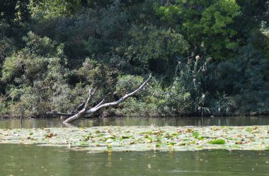 Kara bir karabatak, güneşli bir yaz gününde, zambaklarla bir gölün üzerinde yükselir.