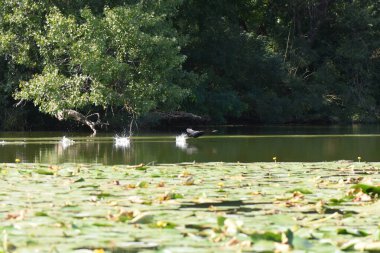 Kara bir karabatak, güneşli bir yaz gününde, zambaklarla bir gölün üzerinde yükselir.