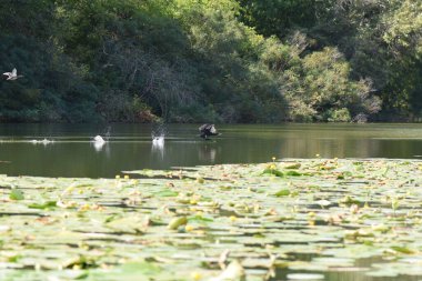 Kara bir karabatak, güneşli bir yaz gününde, zambaklarla bir gölün üzerinde yükselir.
