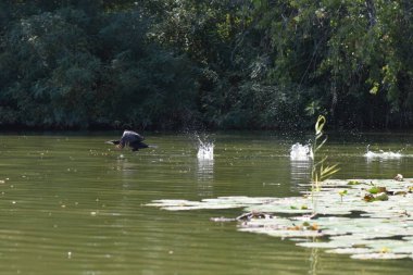 Kara bir karabatak, güneşli bir yaz gününde, zambaklarla bir gölün üzerinde yükselir.