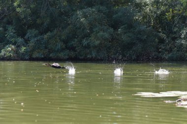 Kara bir karabatak, güneşli bir yaz gününde, zambaklarla bir gölün üzerinde yükselir.