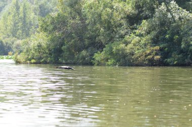 Kara bir karabatak, güneşli bir yaz gününde, zambaklarla bir gölün üzerinde yükselir.