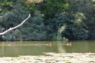 Göletteki bir kütükte oturup yiyecek arayan bir karabatak.
