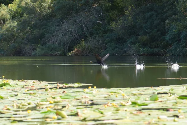 Kara bir karabatak, güneşli bir yaz gününde, zambaklarla bir gölün üzerinde yükselir.