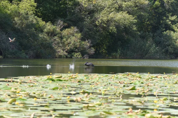 Kara bir karabatak, güneşli bir yaz gününde, zambaklarla bir gölün üzerinde yükselir.