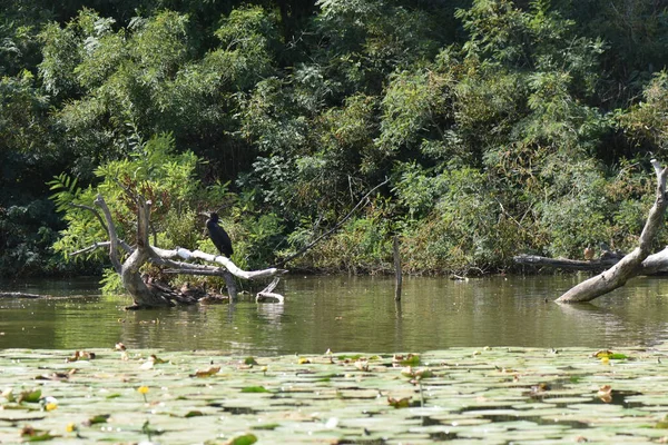 Göletteki bir kütükte oturup yiyecek arayan bir karabatak.