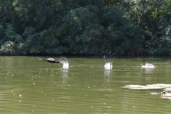 Kara bir karabatak, güneşli bir yaz gününde, zambaklarla bir gölün üzerinde yükselir.