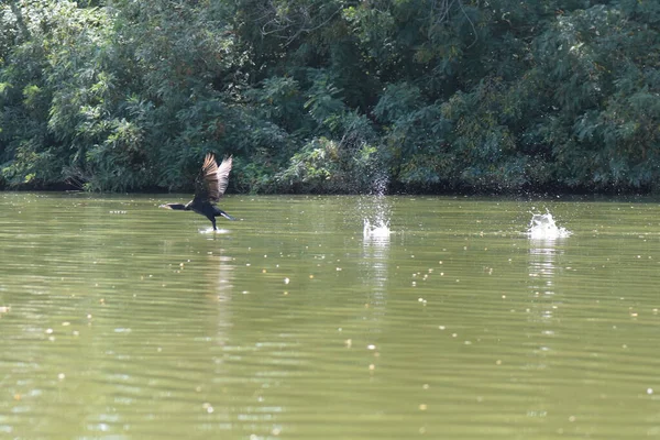 Kara bir karabatak, güneşli bir yaz gününde, zambaklarla bir gölün üzerinde yükselir.