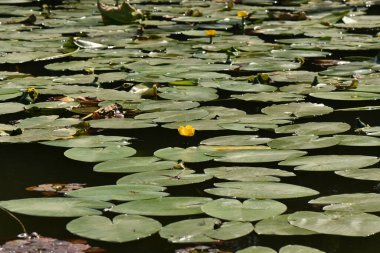 Yaz mevsiminde gölde çiçek açan serpinti (sarı su zambağı)