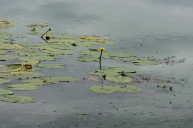 Yaz mevsiminde gölde çiçek açan serpinti (sarı su zambağı)