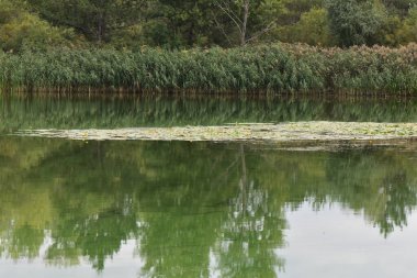 Bulutlu bir günde ormanlık ve sazlıklarla kaplı bir göl manzarası.