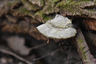 Trametler ormandaki bir ağacın kabuğunda yetişen versicolor mantarlar.