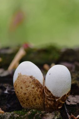 Ağaç gövdesinde yenilebilir puffball mantarı (Lycoperdon perlatum)