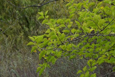 Bulanık arka planda yeşil yapraklı huş ağacı dalı