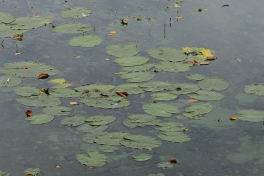 Yüzeyinde yeşil yaprakları olan sarı nilüferler.